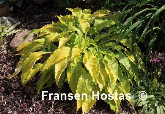 Hosta Frisian Pride